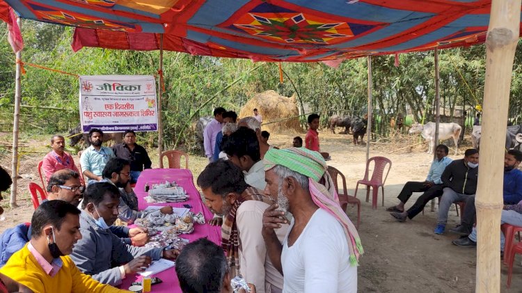 जीविका द्वारा पशु स्वास्थ्य शिविर का आयोजित 