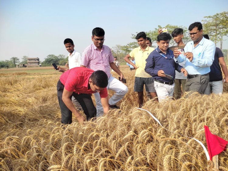 मोतिहारी जिलाधिकारी ने गेहूं क्रॉप कटिंग कार्यक्रम का किया आयोजन