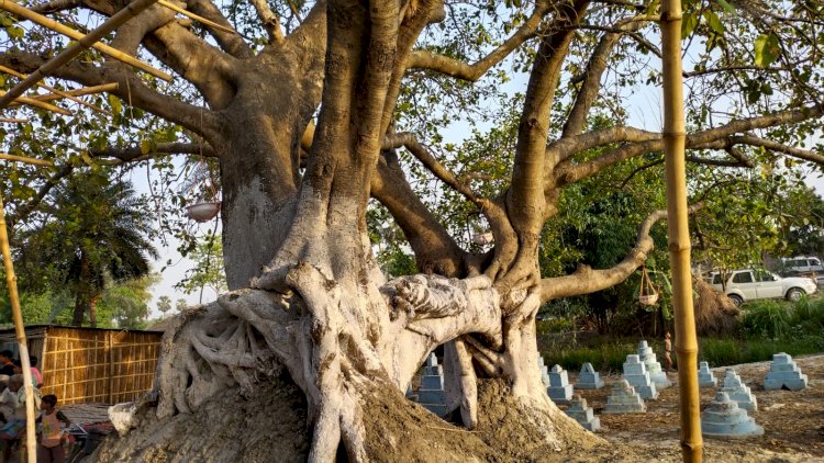 जिलाधिकारी ने कोहबरवा पहुंचकर चंपारण के प्रहरी 400 वर्ष पुराने वटवृक्ष की सुरक्षा व्यवस्था का जायजा लिए 