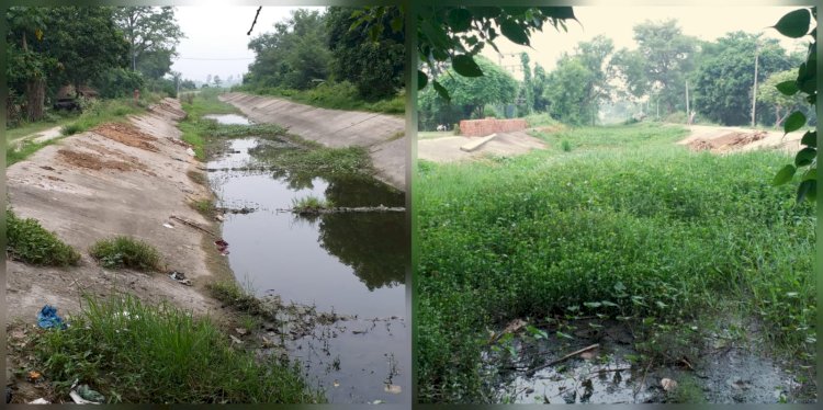 सलेमपुर वितरणी नहर में पानी नहीं छोड़े जाने से किसानों के धान की फसल सूखने को विवश 